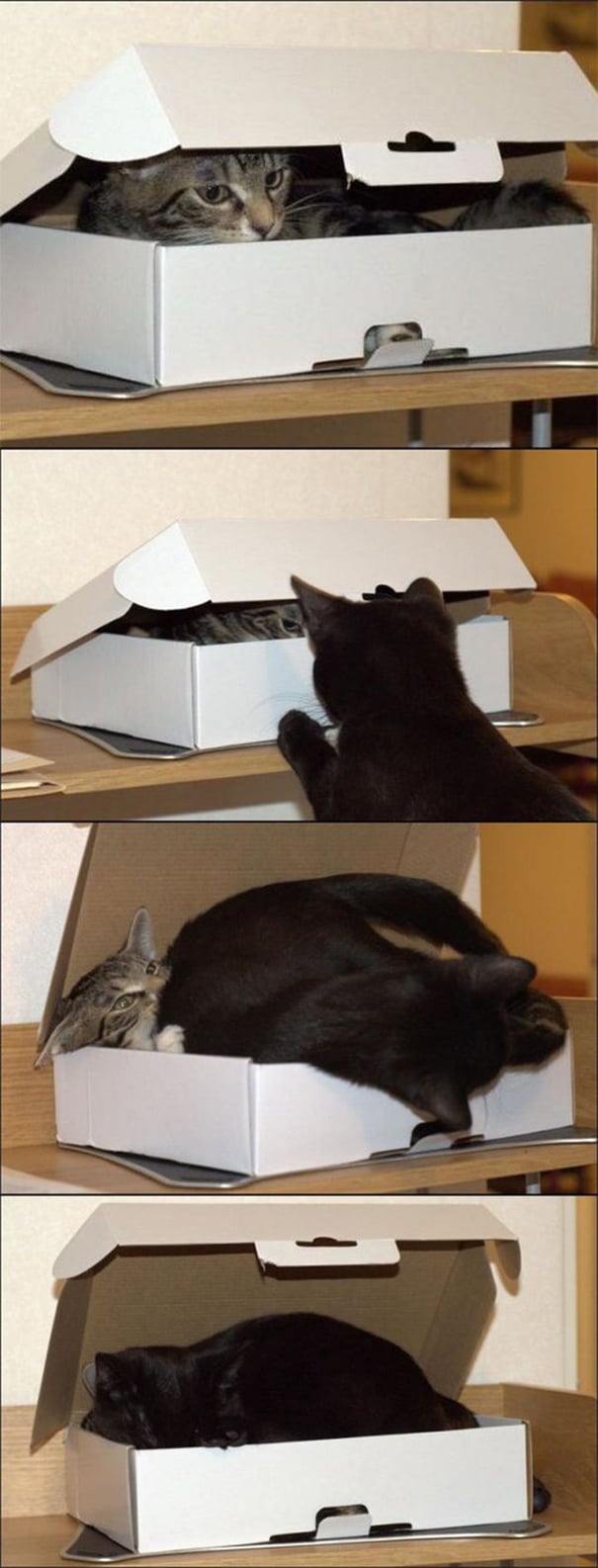 cats_box605