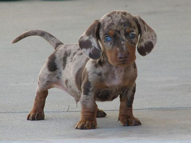 pug dalmatian mix