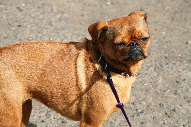 doberman pug mix what would happen if you mixed a pug with a doberman 23 doggie pics that will bend doberman pug mix what would happen if you mixed a pug with a doberman 23 doggie pics that will bend