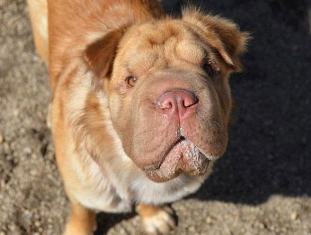 doberman pug mix what would happen if you mixed a pug with a doberman 23 doggie pics that will bend doberman pug mix what would happen if you mixed a pug with a doberman 23 doggie pics that will bend