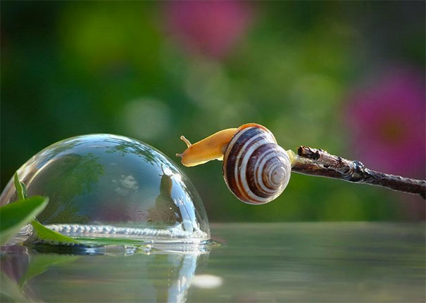 snail2