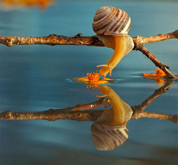snail7