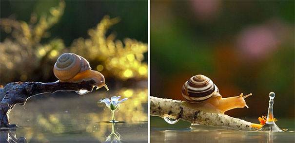 snail9