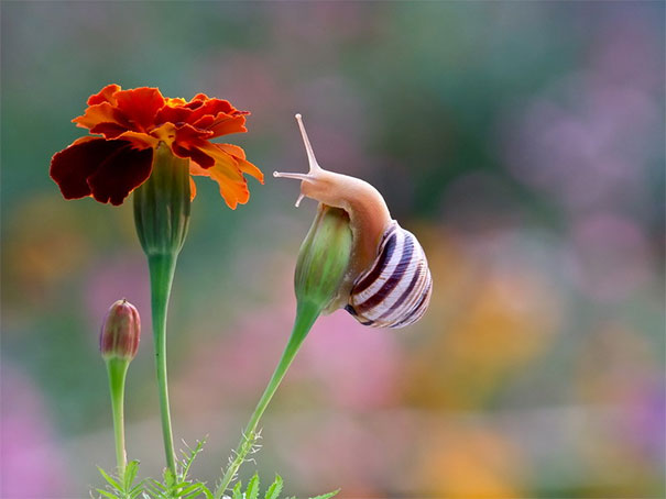 snails13
