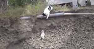 catrescue