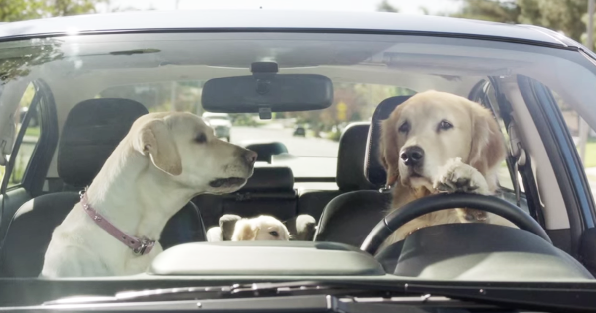 She Was FURIOUS When She Caught This Dog Doing THIS ...