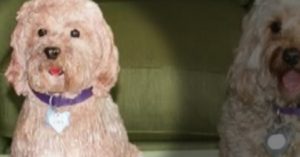 dogcake