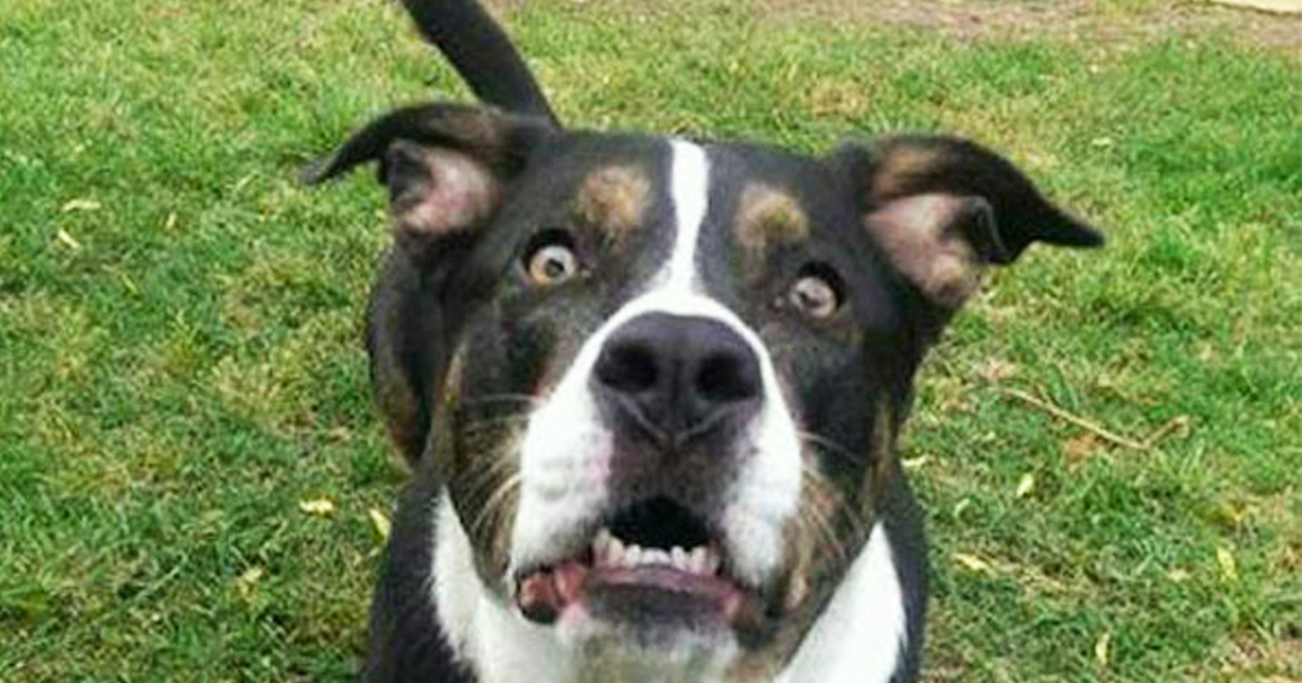 i hit my puppy will it forgive me 28 photos that only owners can relate to the last one made me cry i hit my puppy will it forgive me 28 photos that only owners can relate to the last one made me cry