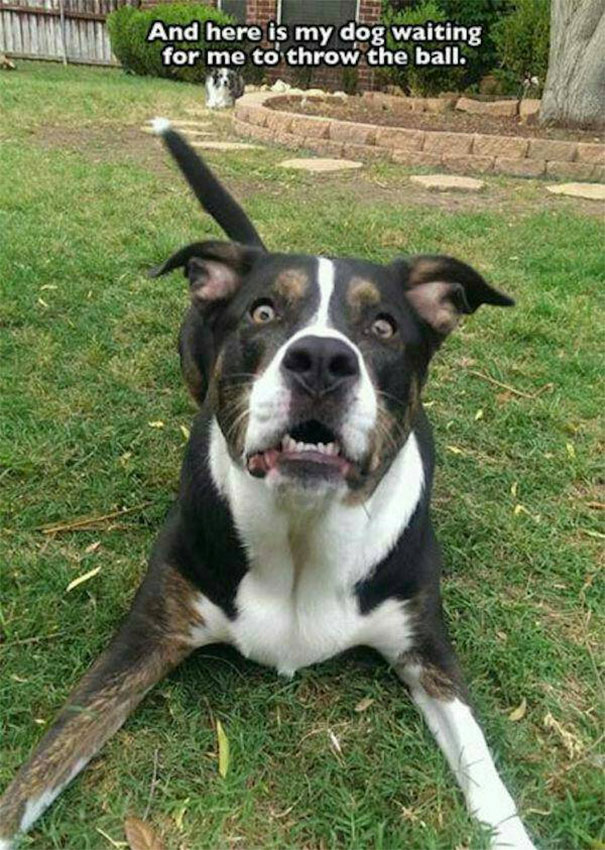 i hit my puppy will it forgive me 28 photos that only owners can relate to the last one made me cry i hit my puppy will it forgive me 28 photos that only owners can relate to the last one made me cry