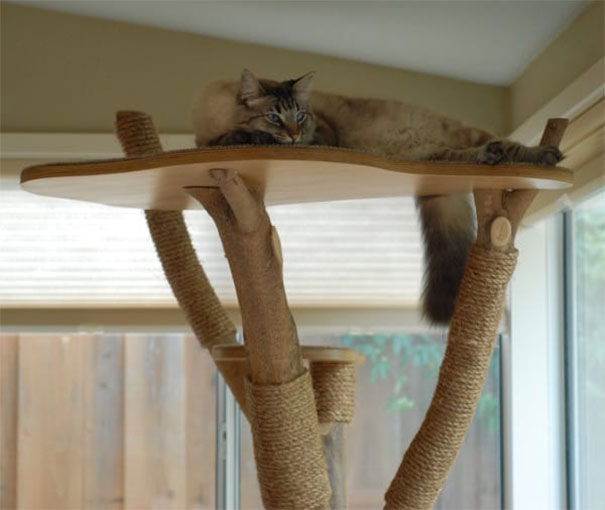 cattree1