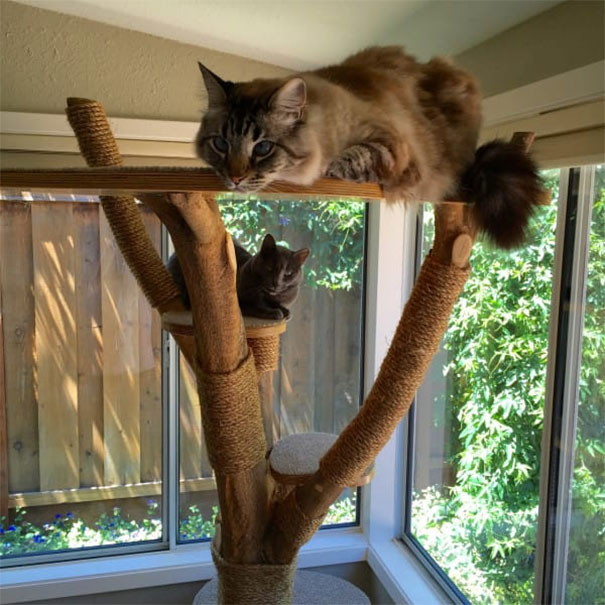 cattree3