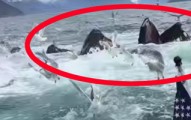 whalebreach