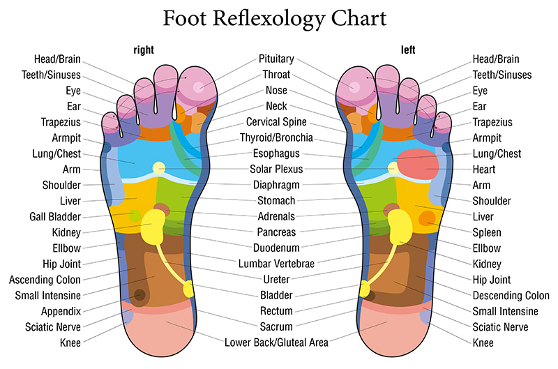 Homeopathic Tooth Chart