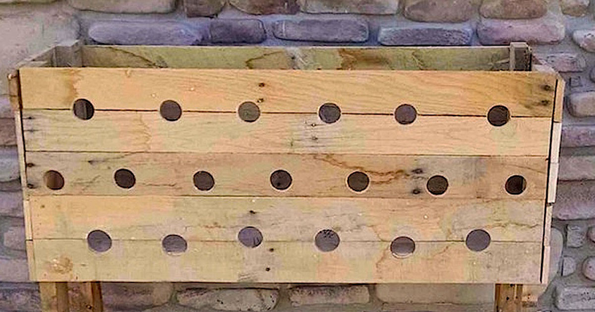 She Drills 19 Holes Into This Wooden Planter Box. Now Watch What