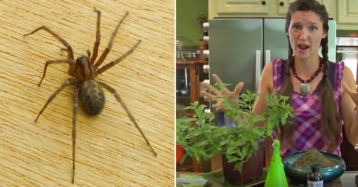 She Uses THIS Common Plant To Keep Spiders And Pests Away From Her Home