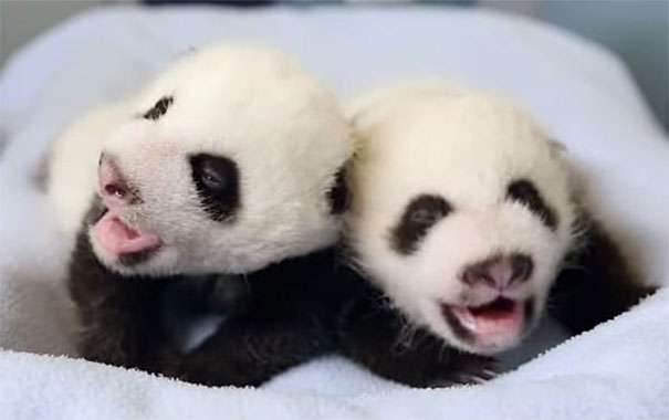 pandatwins1