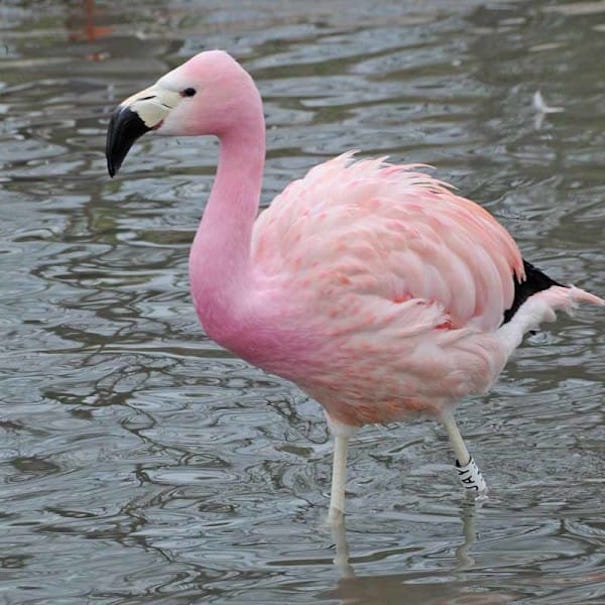 Every One Of These Pink Animals Can Be Found Nature. They're Beautiful!! - MetaSpoon