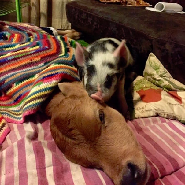 calf and pig-3