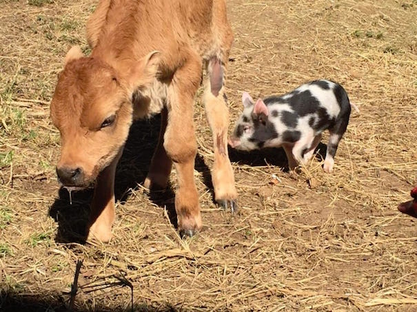calf and pig-8