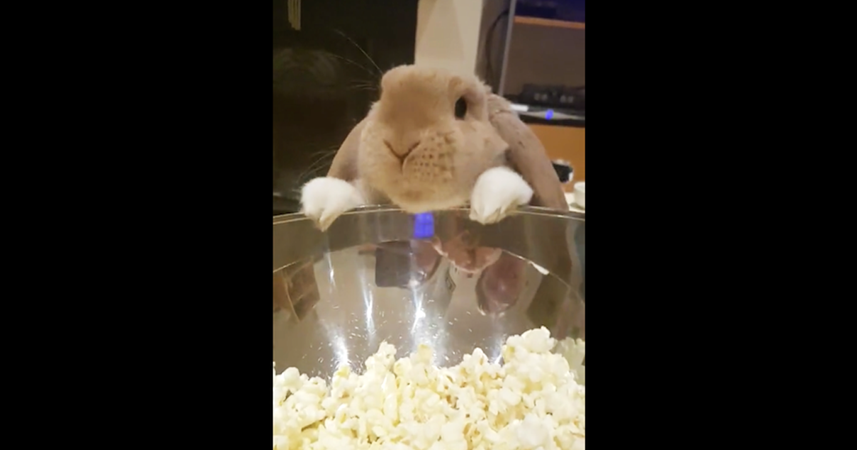 Watch As An Adorably Bunny Discovers The Deliciousness Of Popcorn