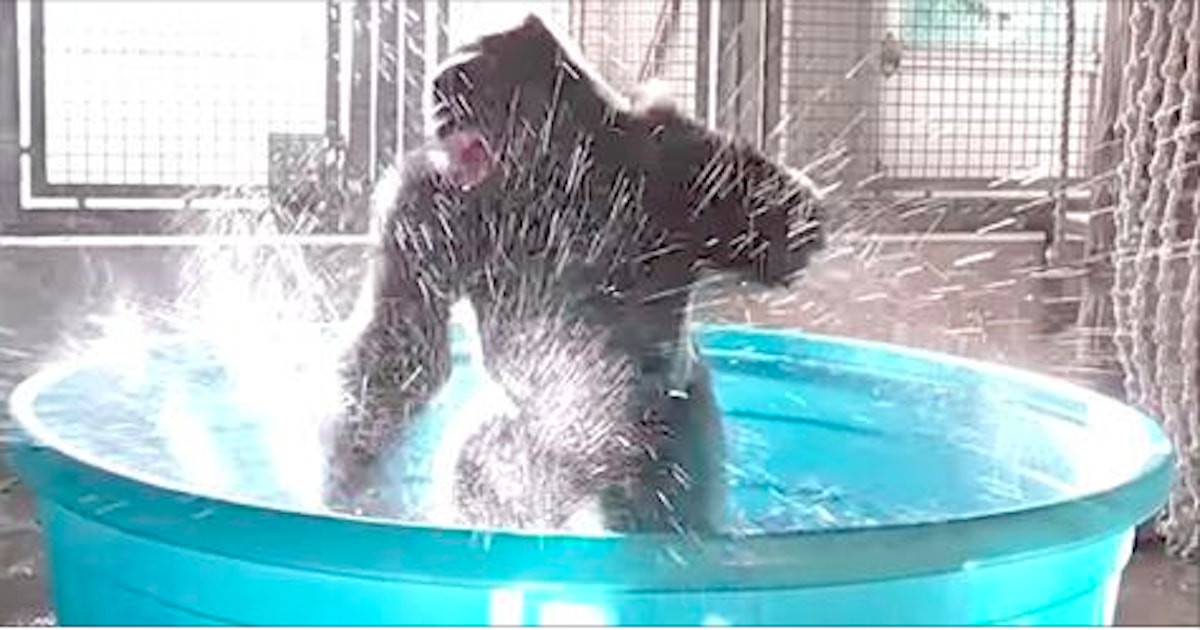 Gorilla Surprises The By Dancing In Swimming Pool