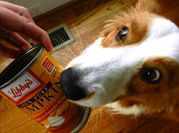 can dogs eat pumpkin seeds this list of 10 healthy human foods to feed the will make you a chef for your pup can dogs eat pumpkin seeds this list of 10 healthy human foods to feed the will make you a chef for your pup