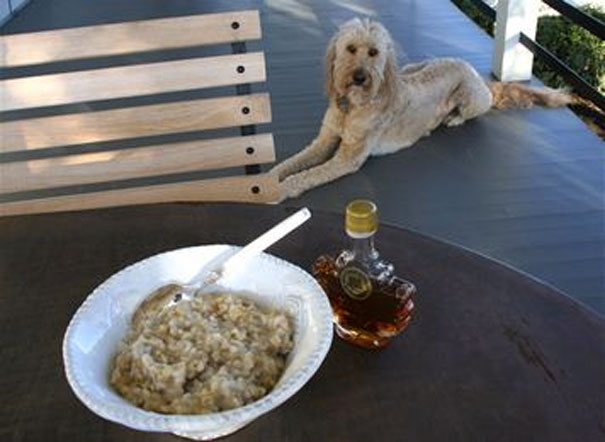 can dogs eat oats this list of 10 healthy human foods to feed the will make you a chef for your pup can dogs eat oats this list of 10 healthy human foods to feed the will make you a chef for your pup