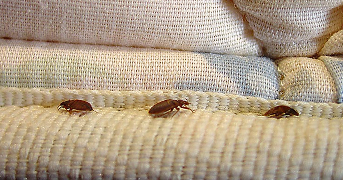 How Do Bed Bugs First Appear How Do Bed Bugs First Appear