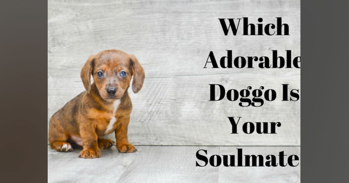 What Dog Breed Should I Get Out Of My Chosen What Dog Breed Should I Get Out Of My Chosen