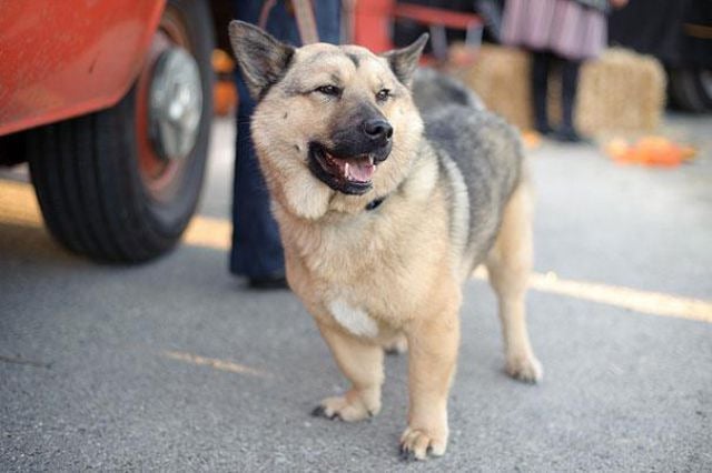 What Would Happen If You Mixed A Pug With A Doberman? 23 Doggie Pics