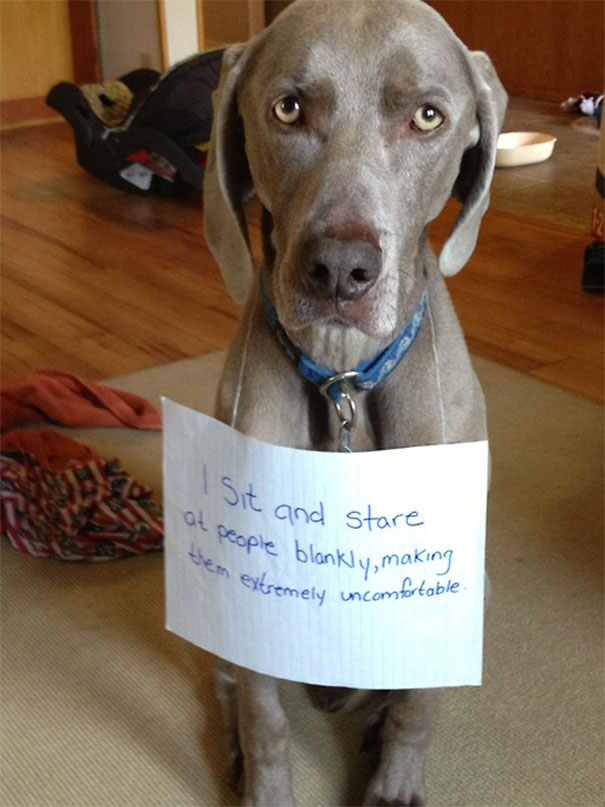 14 Naughty Dogs Tell Us The Mischief They've Been Up To. I Can't Stop