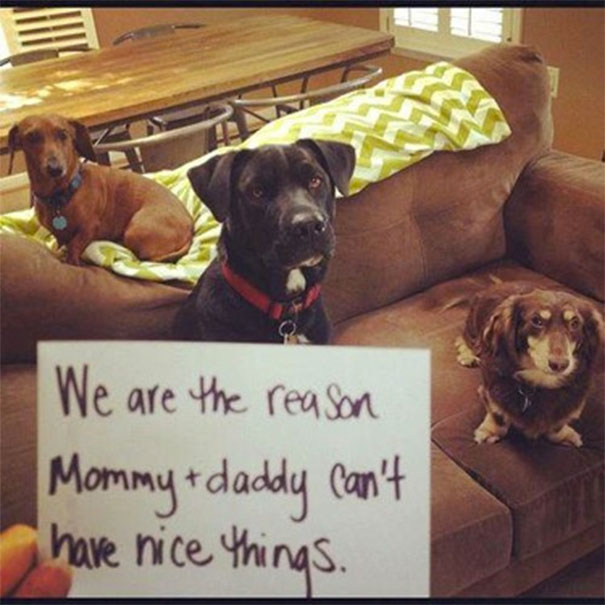 14 Naughty Dogs Tell Us The Mischief They've Been Up To. I Can't Stop