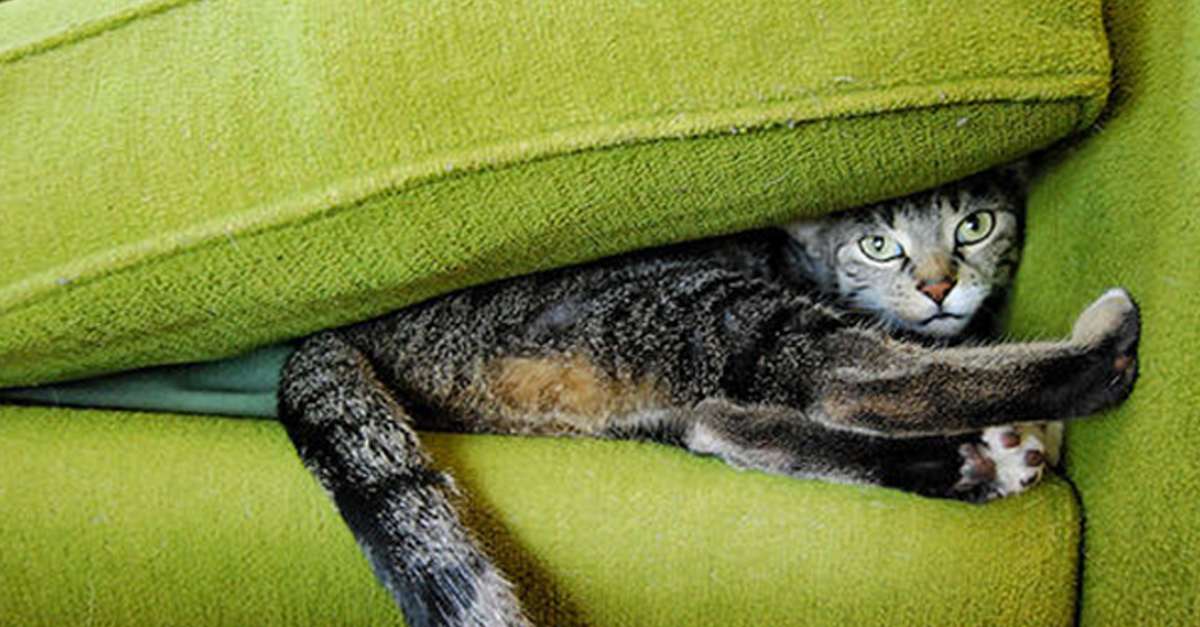 Image result for funny cat hiding in couch