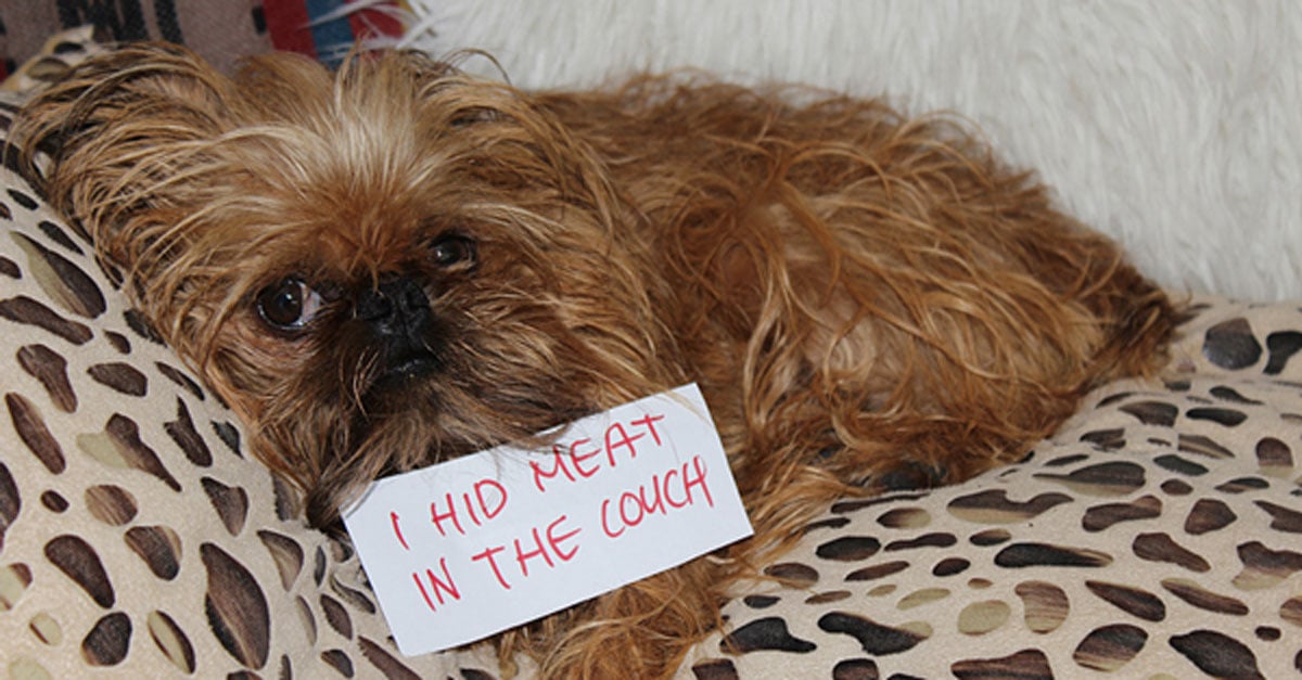 14 Naughty Dogs Tell Us The Mischief They've Been Up To. I Can't Stop