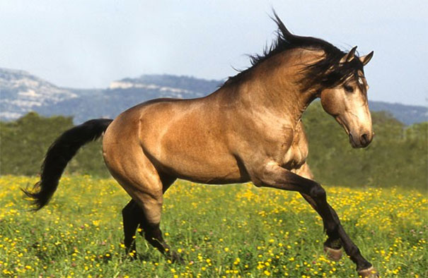 uhorse5