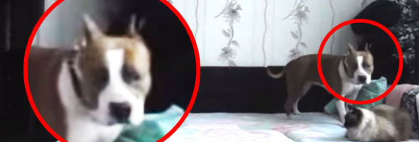 You WON’T Believe What This Dog Does When His Owner Leaves Him Alone