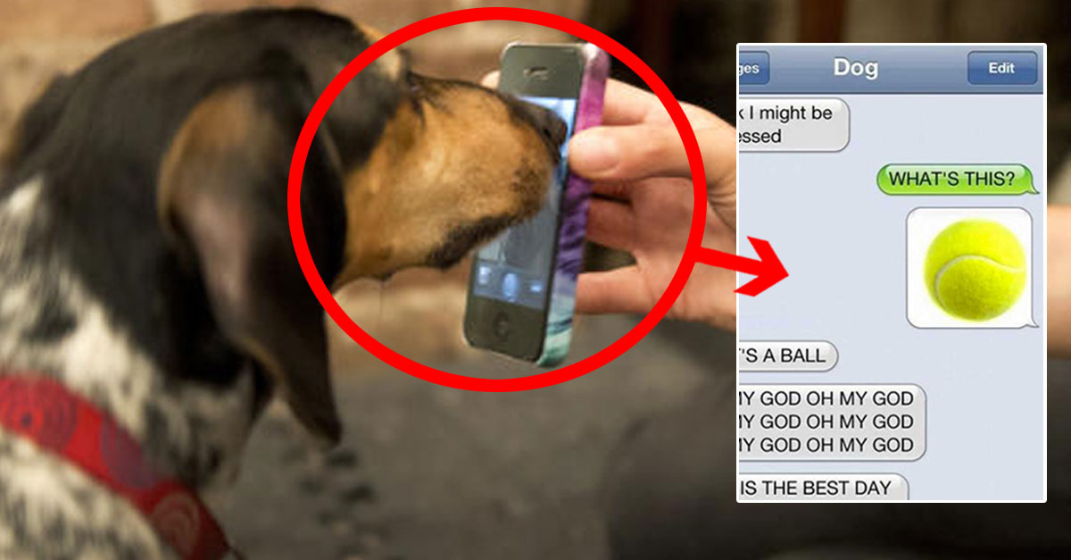 What Happens When You Give A Dog An iPhone? I CAN'T Stop ...