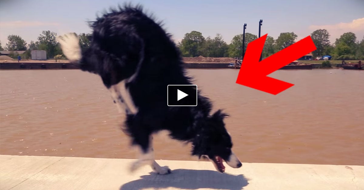 How Is THIS Even Possible What This Animal Did WHOA how-is-this-even-possible-what-this-animal-did-whoa