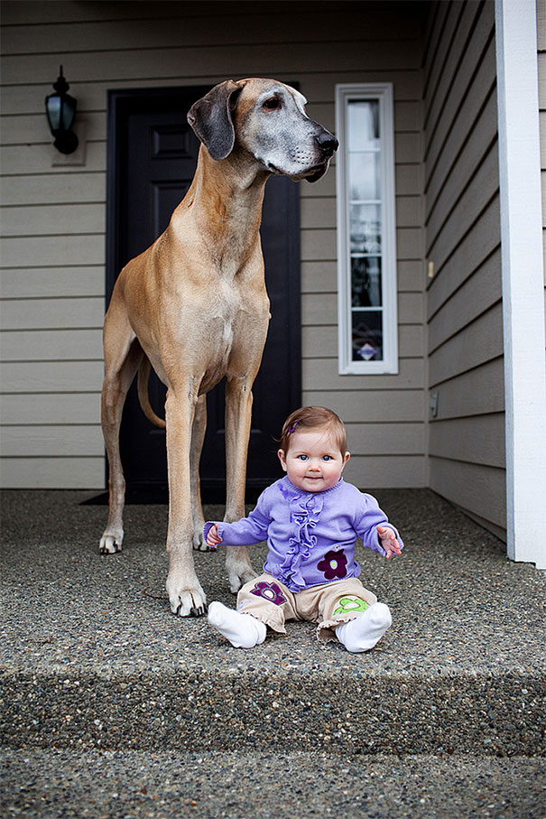 Gigantic Dogs With Small Kids… My Heart Completely Melted At #9!