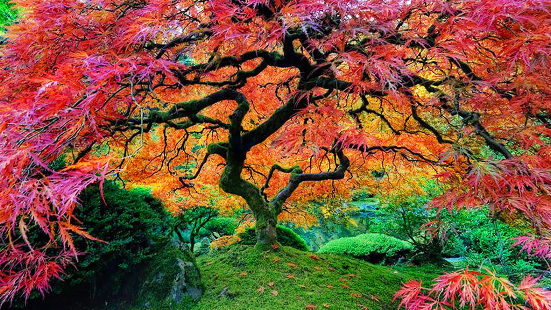 amazing trees in the world
