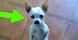 dancing chihuahua toy