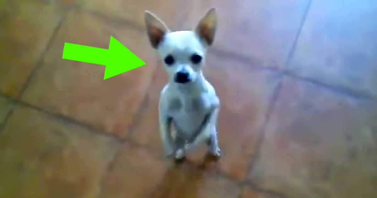 This Dancing Chihuahua Is Becoming SUPER Famous! You Have To See This