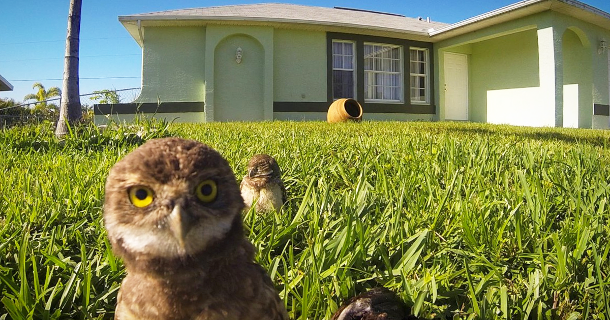 These Owls Came Out Of NOWHERE And Started Doing THIS On Camera… Hilarious!