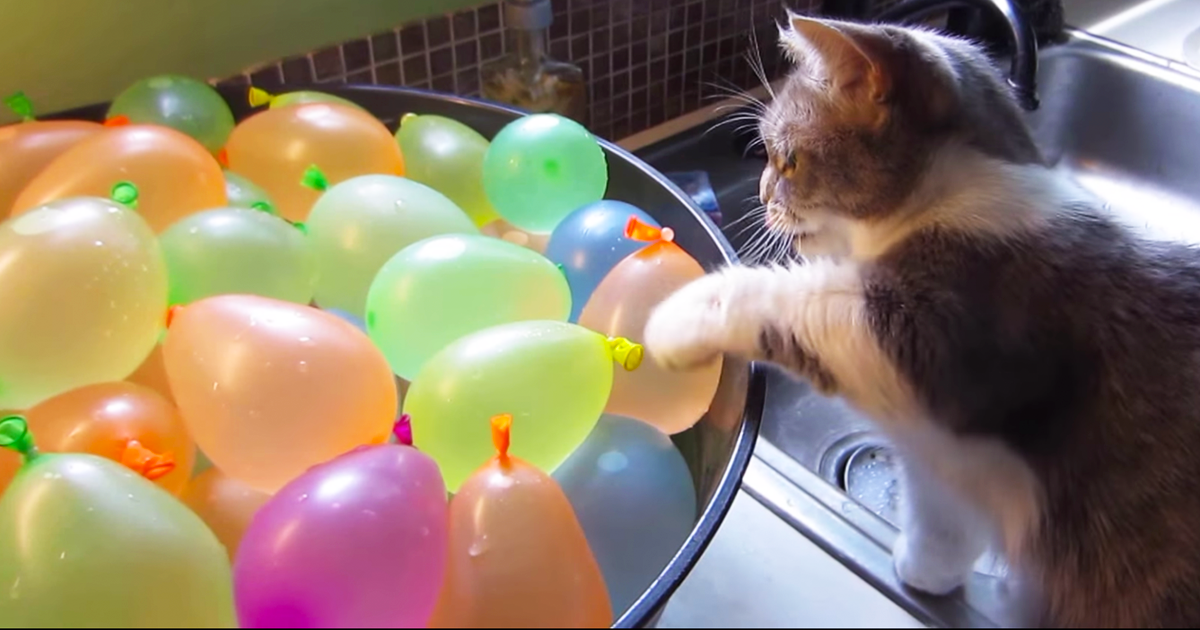 Is It Okay To Put A Cats Food By Water Is It Okay To Put A Cats Food By Water