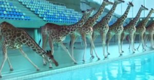 giraffe blow up