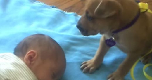 Baby Falls Asleep And Puppy Decides She Wants A Nap Too