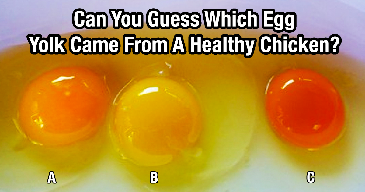 Can You Guess Which Of These Yolks Came From A Healthy Chicken You yummy-eggs-duck-vs-chicken-vs-quail-youtube