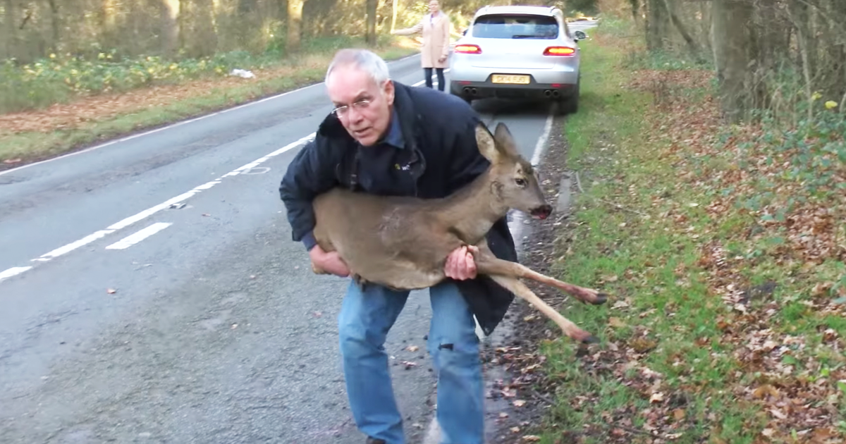 This Man Picks Up An Injured Deer On The Road. But That's When He