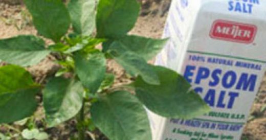 Here’s Why Every Gardener Should Always Keep A Supply Of Epsom Salt
