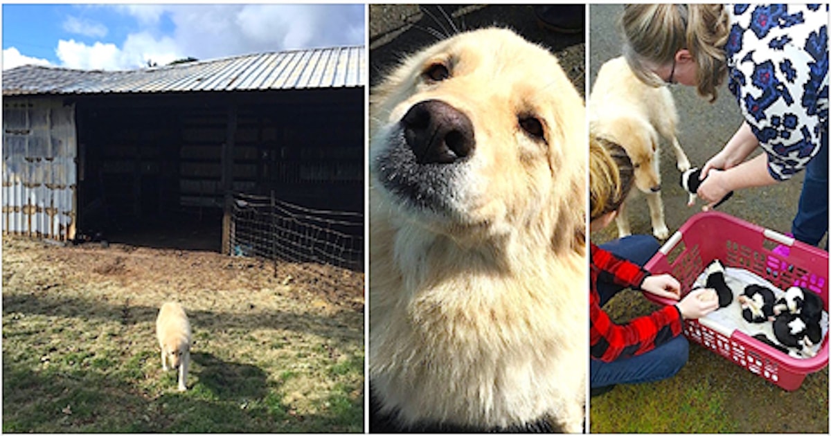 Devastated Pup Gets A New Litter Of Orphans After Hers Die In A Fire
